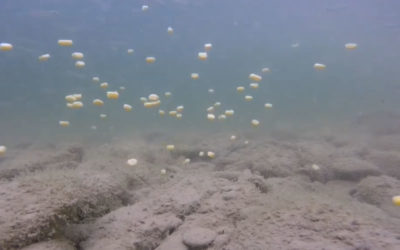 Vidéo subaquatique en rivière