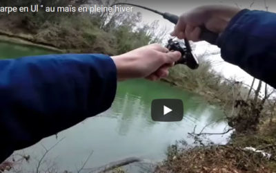 Carpe en UL au maïs en pleine hiver